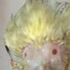 Avatar de Usuario